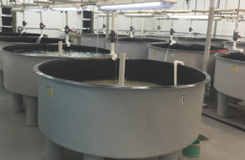 thad-cochran-aquaculture
